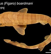 Image result for Figaro boardmani. Size: 176 x 185. Source: fishesofaustralia.net.au