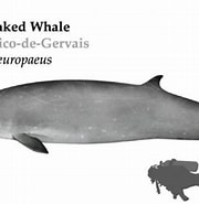Image result for "mesoplodon Europaeus". Size: 180 x 185. Source: www.azoreswhalewatch.com