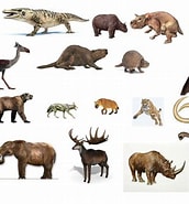 Risultato immagine per Pleistocene Wikipedia. Dimensioni: 172 x 185. Fonte: prehistorictopic.fandom.com
