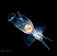 Image result for "pneumodermopsis Canephora". Size: 189 x 185. Source: lindaiphotography.com