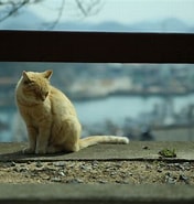 Image result for 猫町. Size: 176 x 185. Source: photohito.com