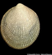 Afbeeldingsresultaten voor "crenella Decussata". Grootte: 177 x 185. Bron: naturalhistory.museumwales.ac.uk