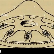 Afbeeldingsresultaten voor Haliscera conica Orden. Grootte: 183 x 185. Bron: www.alamy.com