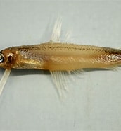 Image result for Bregmaceros Onderklasse. Size: 172 x 185. Source: fishesofaustralia.net.au