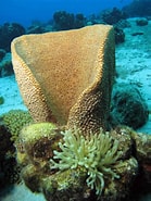 Image result for "ircinia Campana". Size: 139 x 185. Source: spongeguide.uncw.edu