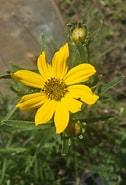 Image result for "gammaropsis Palmata". Size: 126 x 185. Source: www.morningskygreenery.com