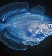 Image result for "psenes Pellucidus". Size: 173 x 185. Source: fishesofaustralia.net.au