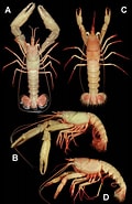 "nephropsis Occidentalis" に対する画像結果.サイズ: 120 x 185。ソース: zookeys.pensoft.net