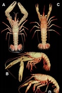 Image result for "vosmaeria Crustacea". Size: 123 x 185. Source: zookeys.pensoft.net