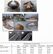 Image result for Melybia Thalamita Stam. Size: 183 x 185. Source: www.researchgate.net