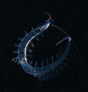 Image result for "macrochaeta Helgolandica". Size: 177 x 185. Source: seawater.no