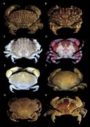 Image result for Actaeodes hirsutissimus Klasse. Size: 131 x 185. Source: www.researchgate.net