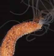 Bilderesultat for "nicolea Venustula". Størrelse: 176 x 185. Kilde: www.aphotomarine.com