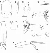 Afbeeldingsresultaten voor Nematocarcinidae. Grootte: 172 x 185. Bron: zenodo.org