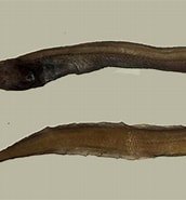 Afbeeldingsresultaten voor Ilyophis brunneus Familie. Grootte: 172 x 185. Bron: fishesofaustralia.net.au