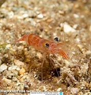 Image result for "processa Canaliculata". Size: 178 x 185. Source: www.reeflex.net