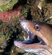 Image result for "gymnothorax Vicinus". Size: 176 x 185. Source: www.sciencephoto.com