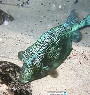 Image result for "acanthostracion Notacanthus". Size: 176 x 185. Source: www.reeflex.net