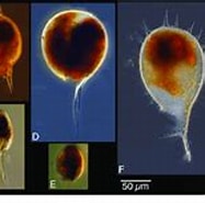 Afbeeldingsresultaten voor "lorella Bullata". Grootte: 187 x 112. Bron: www.researchgate.net