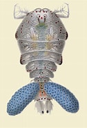 Image result for "sapphirina Scarlata". Size: 126 x 185. Source: www.marinespecies.org
