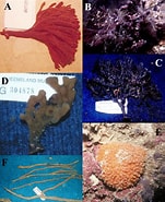 Image result for Raspailiidae. Size: 151 x 185. Source: www.researchgate.net