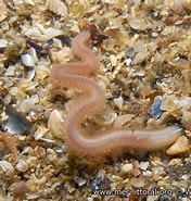 Afbeeldingsresultaten voor Nephtys cirrosa Stam. Grootte: 176 x 185. Bron: european-marine-life.org