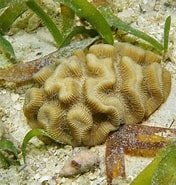 Image result for Manicina areolata Geslacht. Size: 176 x 185. Source: de.dreamstime.com