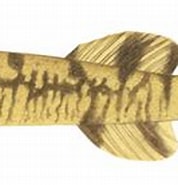 Afbeeldingsresultaten voor Aspasmichthys ciconiae. Grootte: 178 x 102. Bron: fishillust.com