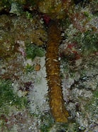 Afbeeldingsresultaten voor Holothuria thomasi Klasse. Grootte: 138 x 185. Bron: www.gbif.org