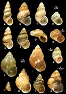 Afbeeldingsresultaten voor Hydrobiidae Habitat. Grootte: 131 x 185. Bron: zookeys.pensoft.net