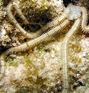 Image result for What Does Ophionereis reticulata Eat. Size: 176 x 185. Source: reefguide.org