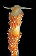 Image result for "coryphella Verrucosa". Size: 120 x 185. Source: www.medslugs.de