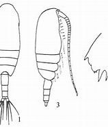 Image result for "clausocalanus Pergens". Size: 158 x 185. Source: www.odb.ntu.edu.tw