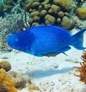 Image result for blauwe papegaaivis kenmerken. Size: 172 x 185. Source: myanimals.com