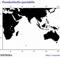 Afbeeldingsresultaten voor "pseudochirella Spectabilis". Grootte: 192 x 185. Bron: www.st.nmfs.noaa.gov