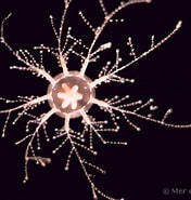 Afbeeldingsresultaten voor Cladonema radiatum Stam. Grootte: 176 x 185. Bron: www.european-marine-life.org