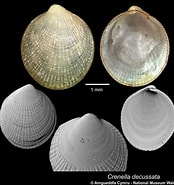 Afbeeldingsresultaten voor "crenella Decussata". Grootte: 174 x 185. Bron: naturalhistory.museumwales.ac.uk