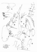 Afbeeldingsresultaten voor Bathyporeia nana Orde. Grootte: 133 x 185. Bron: www.researchgate.net