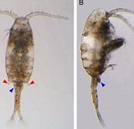 Afbeeldingsresultaten voor "pseudodiaptomus Gracilis". Grootte: 192 x 185. Bron: www.researchgate.net