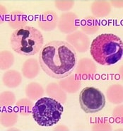 Risultato immagine per ESAME del Sangue al microscopio ottico. Dimensioni: 174 x 185. Fonte: laboratorioscolastico.altervista.org