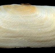 Image result for "solecurtus Scopula". Size: 190 x 179. Source: www.idscaro.net