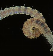 Image result for Lumbrineris californiensis. Size: 176 x 185. Source: www.aphotomarine.com