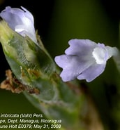 Afbeeldingsresultaten voor "conchoecissa Imbricata". Grootte: 172 x 185. Bron: www.plantsystematics.org