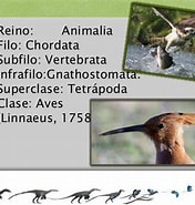 Image result for Aves Infrafilo. Size: 176 x 185. Source: es.slideshare.net