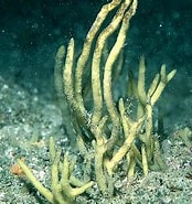 Image result for "adreus Fascicularis". Size: 174 x 185. Source: www.habitas.org.uk