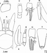 Image result for Amblyopsoides obtusa Rijk. Size: 165 x 185. Source: www.researchgate.net