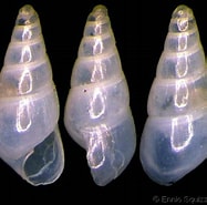 Image result for "odostomia Plicata". Size: 187 x 185. Source: www.gastropods.com
