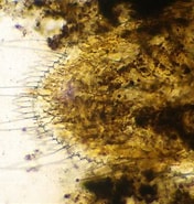 Image result for "leptomysis Lingvura". Size: 176 x 185. Source: www.aphotomarine.com