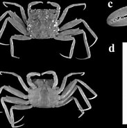 Image result for Ilyograpsus paludicola Klasse. Size: 183 x 185. Source: www.researchgate.net