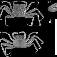 Image result for "ilyograpsus Paludicola". Size: 185 x 185. Source: www.researchgate.net